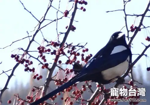 寵物鳥患腸炎的病因分析