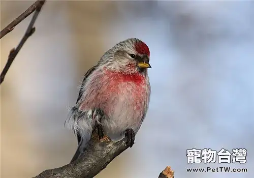寵物鳥嗉囊炎的預防措施(1圖)-寵物台灣