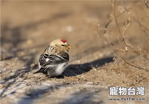 寵物鳥尾脂腺炎的病因分析