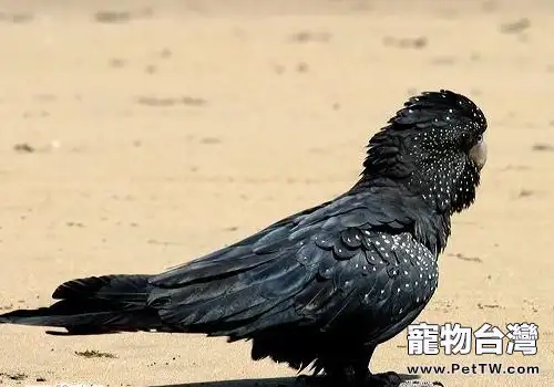 鸚鵡患痛風怎麼辦(1圖)-寵物台灣