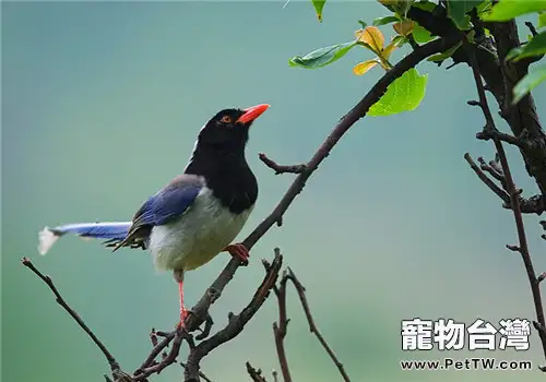 寵物鳥尾脂腺炎的治療措施