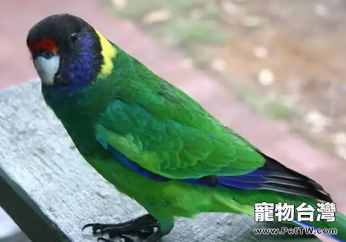如何處理鸚鵡挾蛋症(1圖)-寵物台灣