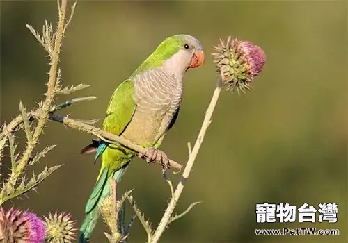 鸚鵡患結膜炎的病因解析(1圖)-寵物台灣