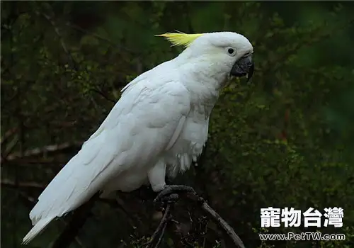 鸚鵡結膜炎的治療措施