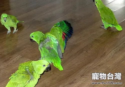 如何處理患結核病的鸚鵡(1圖)-寵物台灣