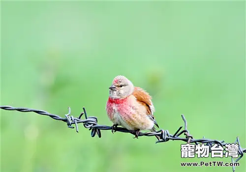 寵物鳥外寄生蟲病之螨