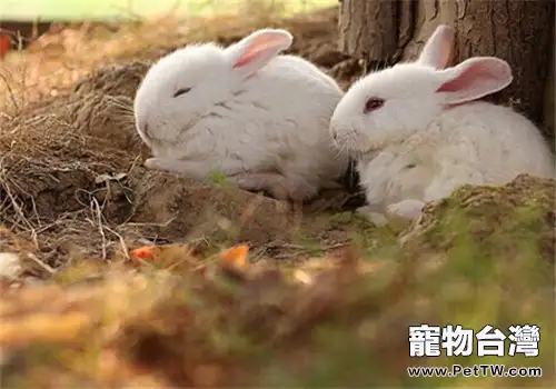 兔子患鼻炎有哪些症狀