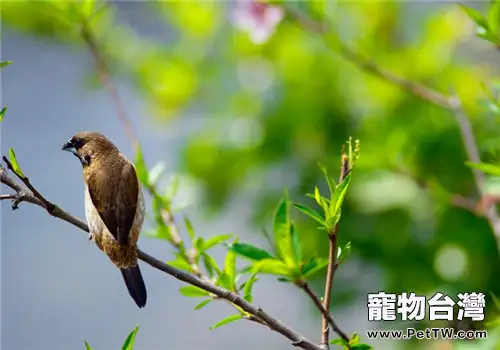 鳥內寄生蟲病之蛔蟲病