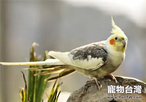 鳥內寄生蟲病之圓蟲病