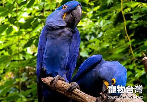 鸚鵡紐卡斯爾流感疾病的致病因是什麼(1圖)-寵物台灣