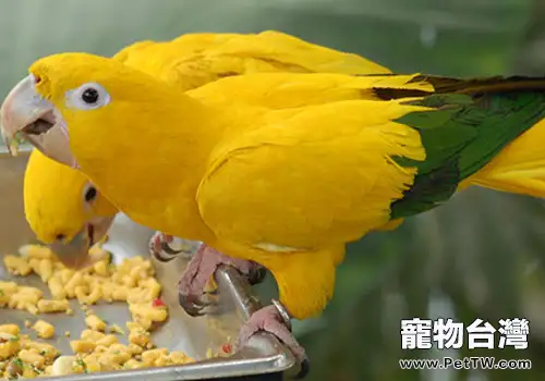 鸚鵡缺乏維生素A怎麼辦