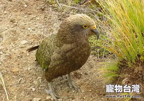 鸚鵡缺乏維生素D有哪些影響