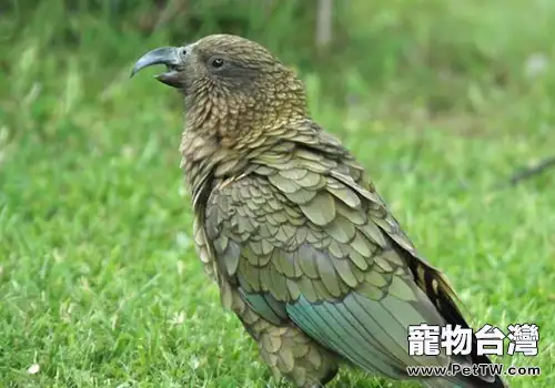 導致鸚鵡缺乏維生素E的原因有哪些(1圖)-寵物台灣
