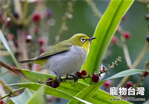 鸚鵡中毒之飼料食鹽中毒