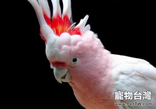 如何預防鸚鵡濾過性病毒(1圖)-寵物台灣