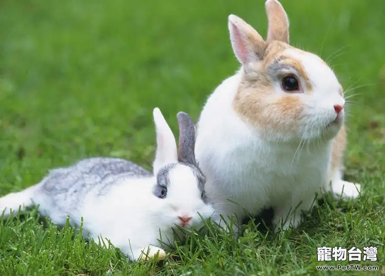 不要抓寵物兔的耳朵