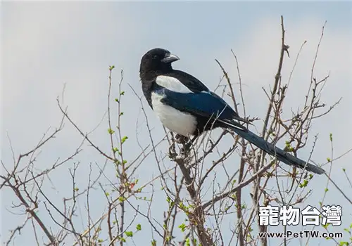鳥兒脫肛病的預防措施(1圖)-寵物台灣