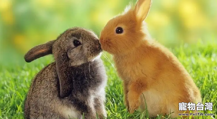 什麼品種的兔子最好養