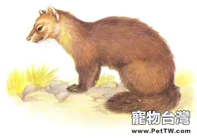 貂鼠的飼養介紹(1圖)-寵物台灣