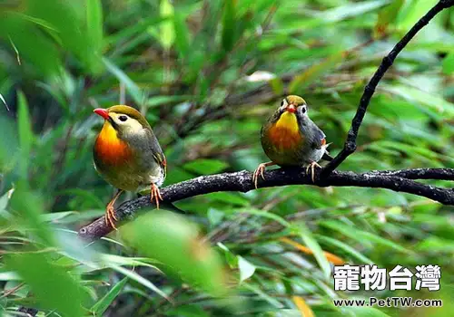 如何治療鳥氣喘病(1圖)-寵物台灣