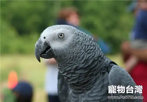 寵物鳥人工餵藥的注意事項