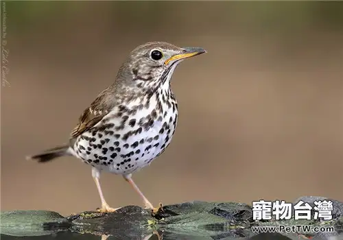 觀賞鳥越冬需要做哪些準備