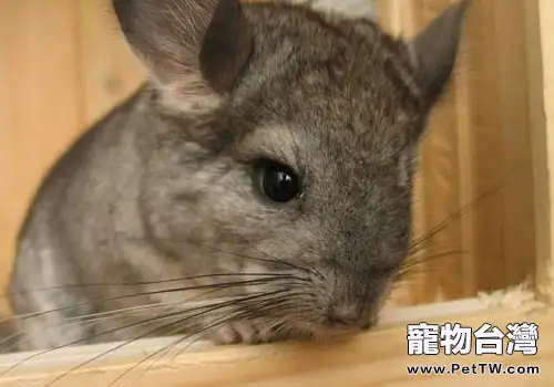 怎樣健康飼養龍貓