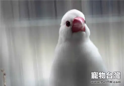 籠養鳥粒料調配的比例及注意事項