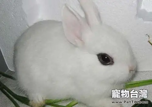 兔子不吃食沒精神的原因是什麼