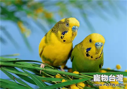 鸚鵡棲桿應該如何選擇(共2張圖片)-寵物台灣