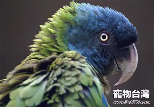鸚鵡手養的好處與方法(1圖)-寵物台灣