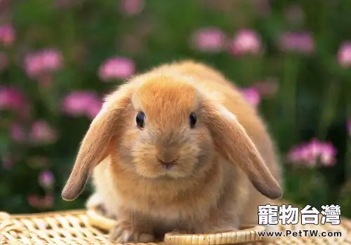 什麼樣的兔子不宜繁殖後代