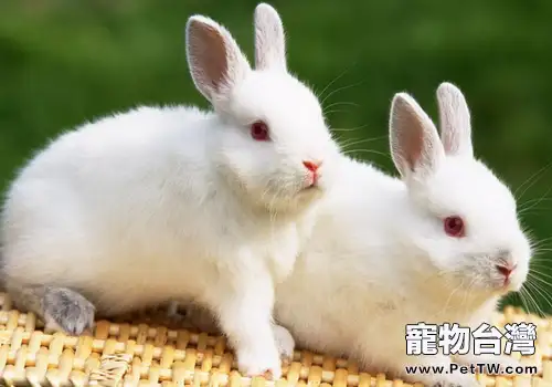 兔子吃食嗆到氣管怎麼辦
