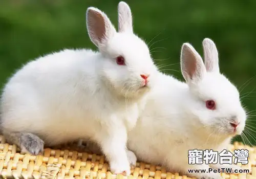 兔子吃食嗆到氣管怎麼辦0(1圖)-寵物台灣