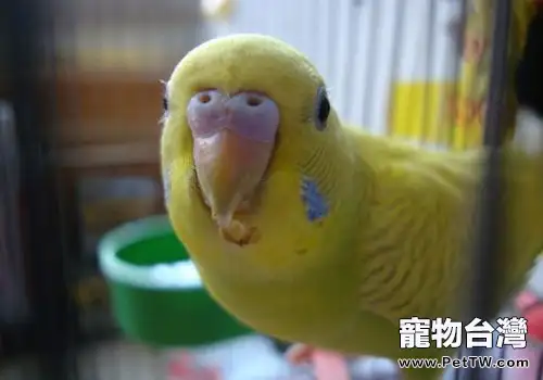 如何訓練虎皮鸚鵡說話(共2張圖片)-寵物台灣