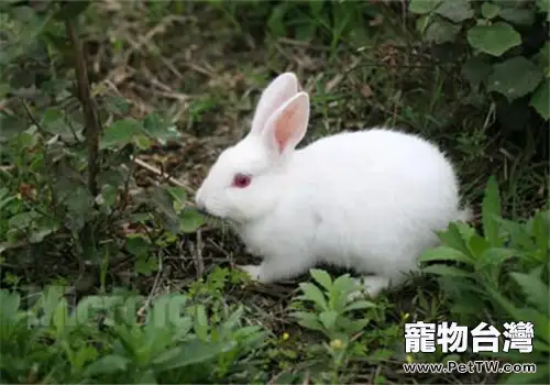 兔兔注射疫苗後出現結塊怎麼辦