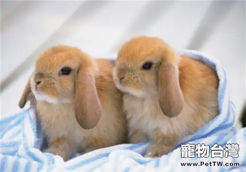 兔兔嗆到氣管的急救方法