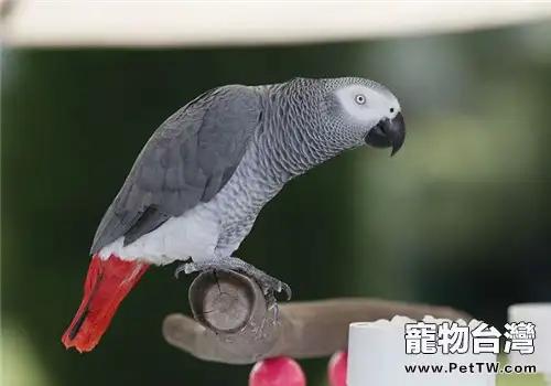 灰鸚鵡剪羽的方法及注意事項