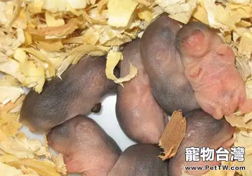 飼養倉鼠要注重其繁殖問題(1圖)-寵物台灣