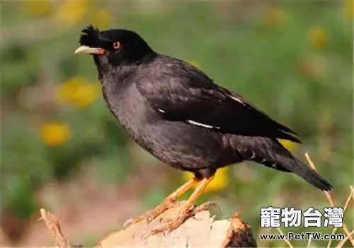 幼鳥的幾種常見疾病及處理方法(共2張圖片)-寵物台灣
