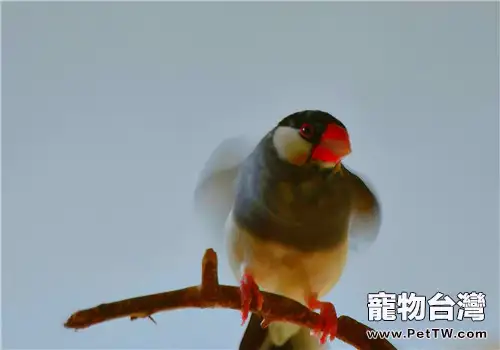 詳解鳥兒在蛋內孵化全過程