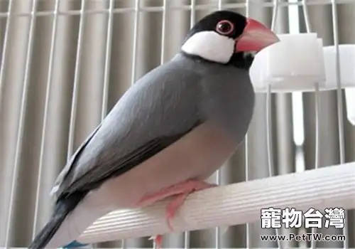 詳解鳥兒在蛋內孵化全過程(共2張圖片)-寵物台灣