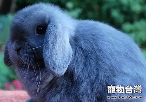 兔子因病拒食可為其灌胃