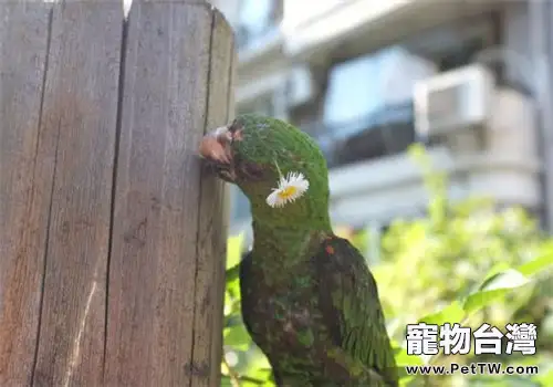 日常飼養小細節讓你的鸚鵡遠離疾病