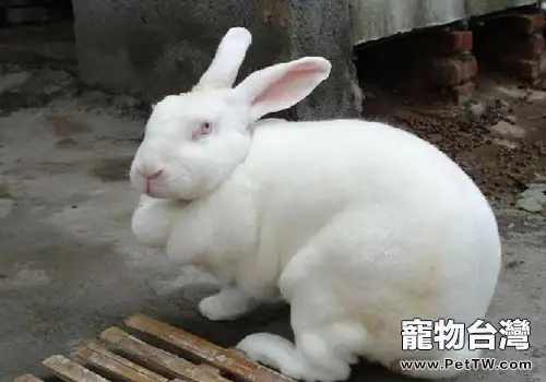 如何提高肉兔生長速度(1圖)-寵物台灣