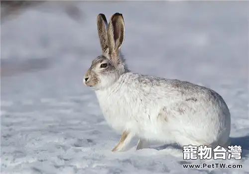 冬季如何養出健康兔兔