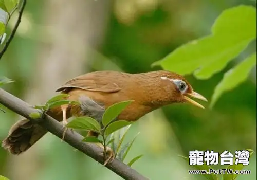 常見雀鳥不能吃的食物