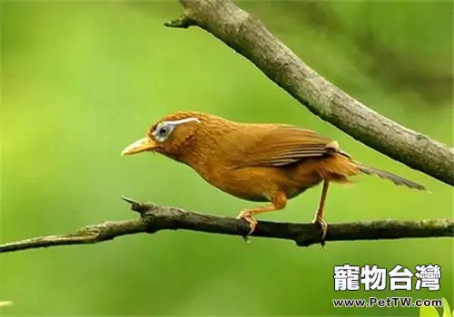 常見雀鳥不能吃的食物