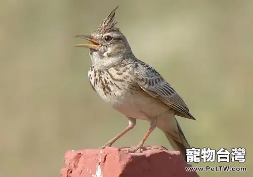 帶鳥兒做獸醫檢查的注意事項