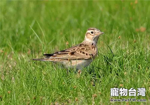 帶鳥兒做獸醫檢查的注意事項